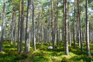 Data4 è più green e nomina il referente per la sostenibilità